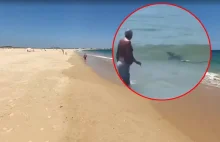 Portugalia: Rekin w popularnym kurorcie. Był tuż obok plażowiczów - Polsat News