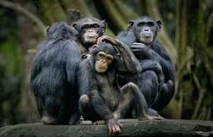 Szympansy codziennie "na rauszu"? Naukowcy ujawniają zaskakujące fakty