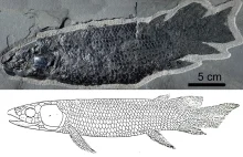 Ryby dwudyszne i śmieciowe DNA