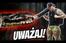 Żmija zygzakowata - czy faktycznie jest taka groźna, jak nam się wydaje?