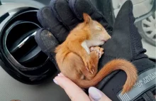 Zdjęcia z Łodzi poruszyły internautów. Trzymają kciuki za małą wiewiórkę