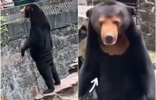 Chińskie zoo zaprzecza, że główna atrakcja to mężczyzna w kostiume niedźwiedzia