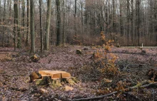 Niemcy wycinają bajkowy las braci Grimm. Zamiast drzew powstaną wiatraki