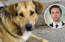 Bosak alarmuje ws. przepisów. "Kastracja zwierząt będzie obowiązkowa"