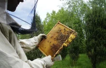 Światowy Dzień Pszczół. Bez nich przeżyjemy najwyżej 4 lata!