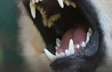 Pies ugryzł właściciela. Interweniowali policjanci i weterynarze