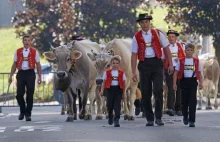 Miastowym przeszkadzają tradycyjne krowie dzwonki w Szwajcarii.