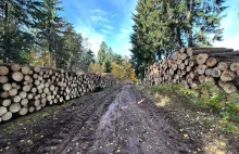 LP przy granicy z Czechami urządziły rzeź drzew. "Mają wyciąć drzewa na 30 ha"