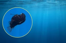 Diabeł morski sfilmowany u wybrzeży Teneryfy. Pierwszy taki przypadek