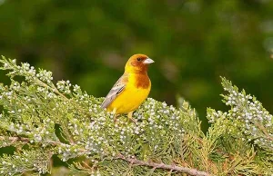 Już 473 gatunki na liście ptaków Polski