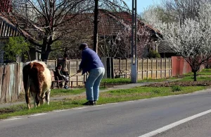 A gdyby tak rzucić wszystko i zostać rolnikiem? To nie żart, Polacy uważają, że