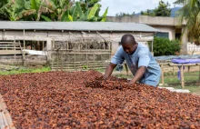 Kontrakty terminowe na kakao zwyżkują, ponieważ Ghana planuje ograniczyć eksport