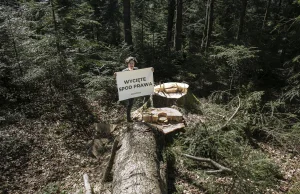 Brak wycinek. Ochrona 20 proc. powierzchni lasów w Polsce czeka.Leśnicy opóźnią?