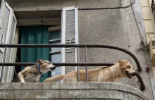 Krzyczy przez megafon, bo pies sąsiadki szczeka na balkonie
