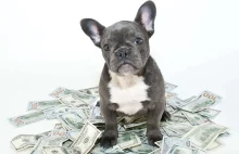 Kolejne podwyżki! Podatki za posiadanie psa jeszcze wyższe?