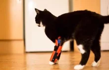Właściciel zwierzęcia tworzy drukowaną w 3D ortezę dla niepełnosprawnego kota