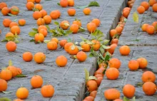 Bitwa na pomarańcze. 125 osób zostało rannych - Wiadomości