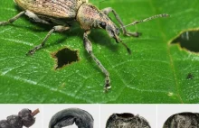 Biżuteria z chrząszczy w dziecięcej urnie sprzed ponad 2,5 tys. lat