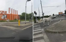 Koń galopuje po ulicach Lublina! Zdjęcia i nagrania