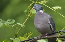 Polowanie na Grzywacze w celu "podtrzymania" tradycji. Biolog punktuje argument
