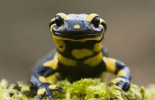 "Bieszczadzkie smoki" wyszły z kryjówek. Lepiej ich nie dotykać