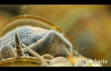 Ślimak uwalnia larwy przywr (cerkarie)