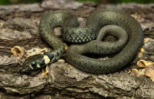 Nie takie nietowarzyskie - węże lubią wspólne wygrzewanie się