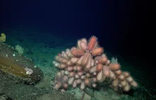 Nowo odkryte podwodne góry i dziesiątki gatunków na dnie Pacyfiku