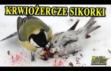 Wyżera Mózgi Ptakom i Nietoperzom - SIKORKA