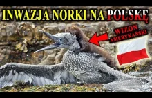 Zabija nasze ptaki, ryby, gryzonie - Norka Amerykańska podbija Polskę