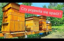 W oczekiwaniu na spadź! Czy pojawi się w ulach ciemny miód?