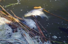 Niepokojące zdjęcia znad Odry. Znowu padają ryby