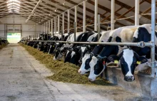 Zrównoważenie mleczarstwa to kluczowy kierunek