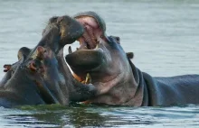 Kolumbia musi rozwiązać sprawę "kokainowych hipopotamów"