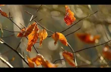 Uspokajające Dźwięki Dla Głębokiego Wyciszenia Umysłu i Ciała