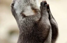 Jest DODAJ to dodaje