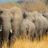 Botswana chce wysłać Niemcom 20 tysięcy słoni.