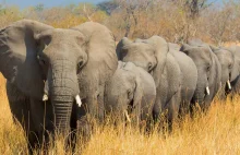 Botswana chce wysłać Niemcom 20 tysięcy słoni.