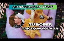 Grzybobranie na Wyspie - Jesienny Wysyp!