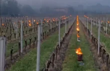 Francuzi ogrzewają plantacje winorośli śmiueciuchami - tam jest inne CO2