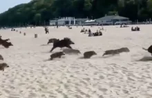 Stado dzików przebiegło przez plażę w Gdyni! Strach wśród świadków zdarzenia [WI