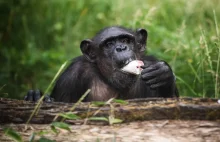Nie żyje Kizi - uroczy szympans z wrocławskiego zoo