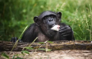 Nie żyje Kizi - uroczy szympans z wrocławskiego zoo