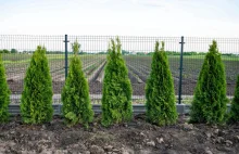 Zarobki klasy średniej.