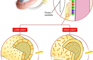 Nowo odkryty mechanizm reakcji oka na światło