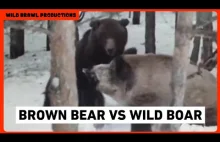 Rare footage of fight between ussuri brown bear and ussuri wild boar