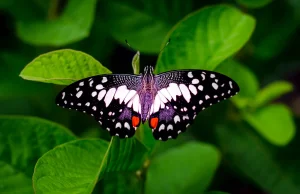 Jak wygląda miłość wśród motyli? [WIDEO]
