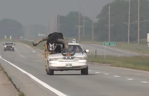 USA. Byk w jadącym samochodzie. Siedział na miejscu pasażera :)