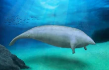 Krewny płetwala błękitnego mógł być najcięższym zwierzęciem w historii.