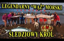 Wstęgor Królewski - Pierwowzór Legend o Gigantycznych Wężach Morskich